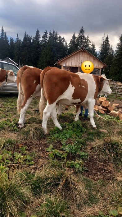 Boi de vanzare in varsta de 3 ani