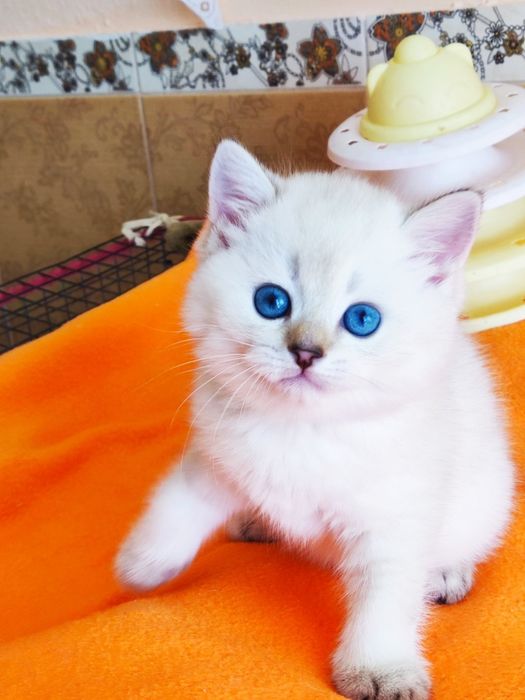 British shorthair NY  11 33  cu pedigree.