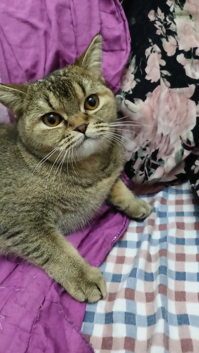 Кошечки Флойд и страйд