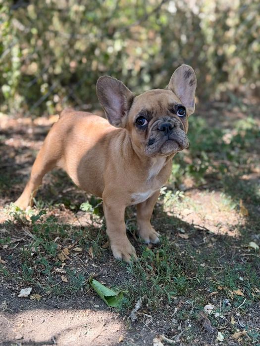 bulldog francez merle