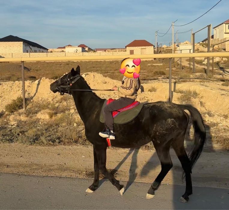 Продаю лошадь скаковая 7 лет в марте родит