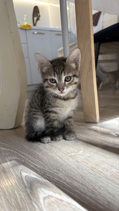 Отдам котят в хорошие руки