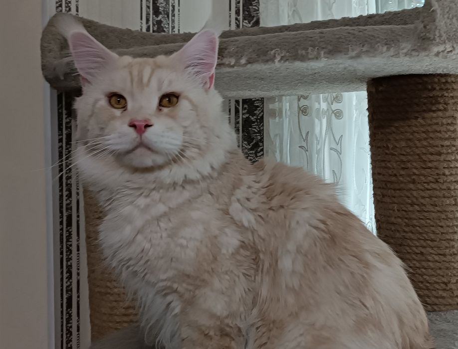 Милая кошечка Мейн кун. Документы