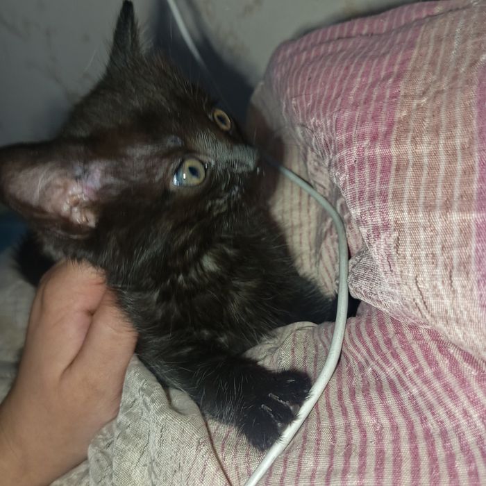 Отдам котят в добрые руки