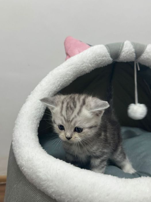 Шотландские котята