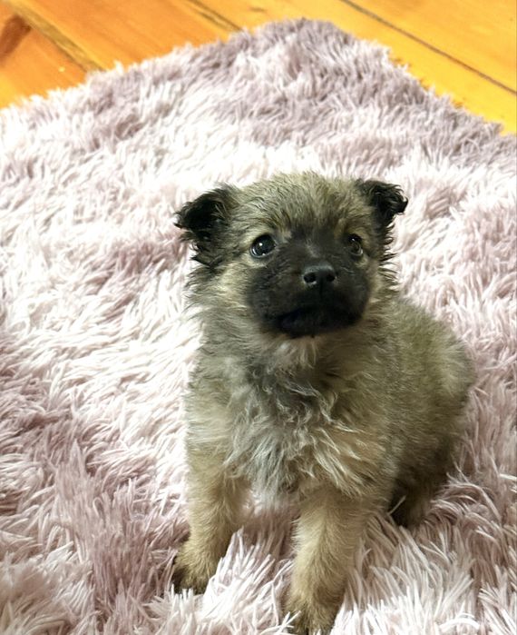 Домашний Щенок в добрые руки