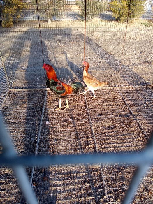 Дакан қораз сатыладыыы