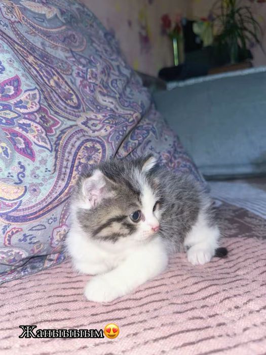 Котенок продается!!!