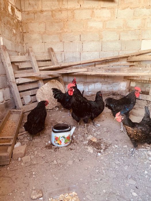 Кораз қораз сатылады