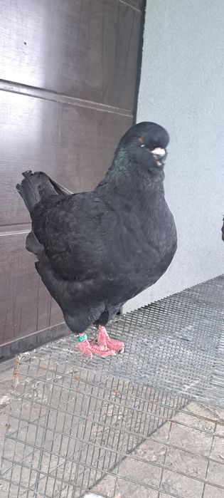 Disponibili kingi