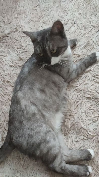 Одам Кошку бесплатно