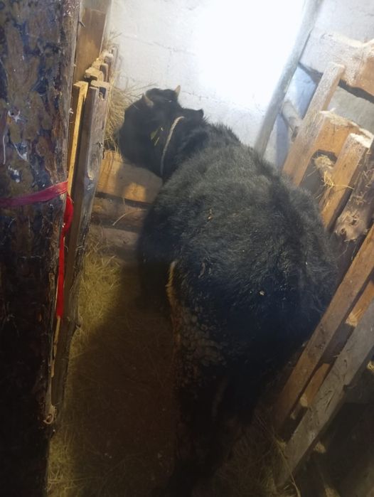 Продам бычок 11 месяцев.