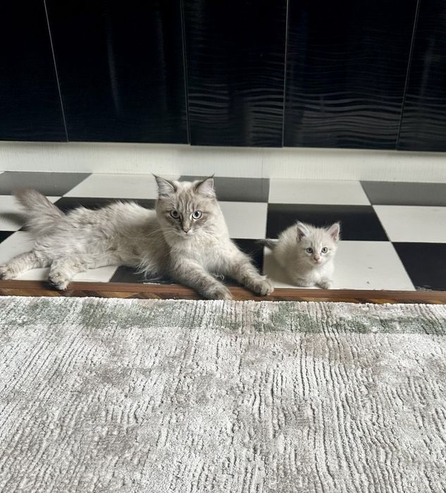 Продается котенок породистая