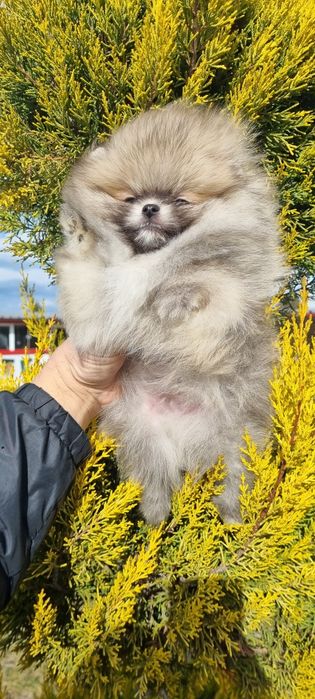 Померан померанче