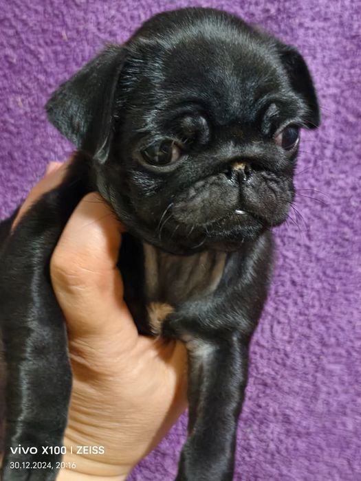 Очаровательные щенки мопса.