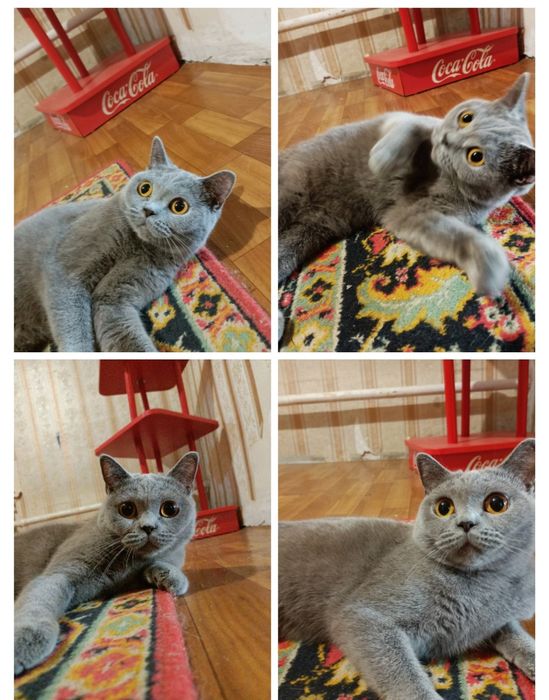 Британская кошка.