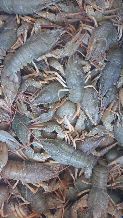 Раки живые и Варёные доставка