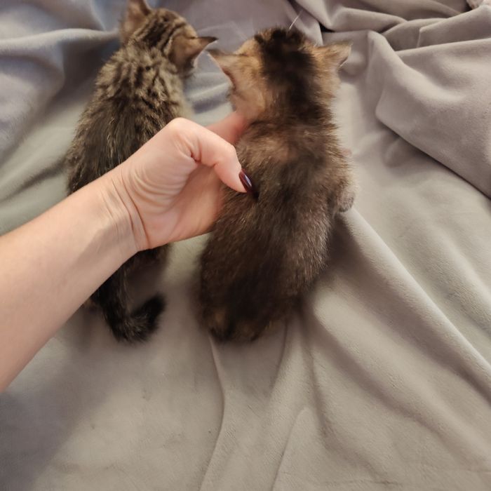 Чаузи котята Крупные n25