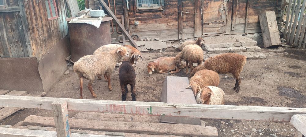 Продам баран 9 голов.