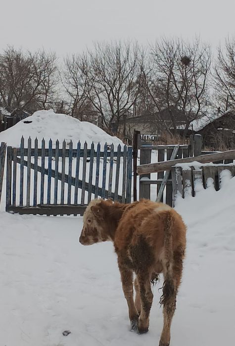 Продам бычка сементал