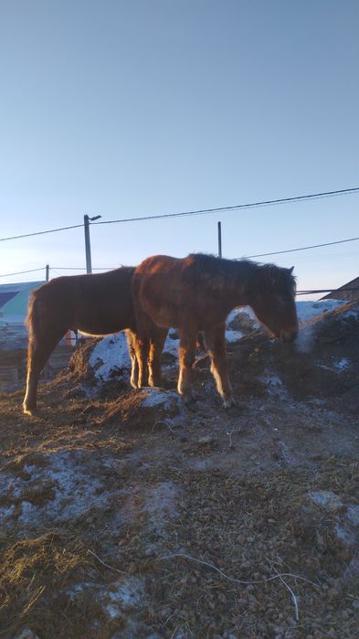 Жеребята,тайчики