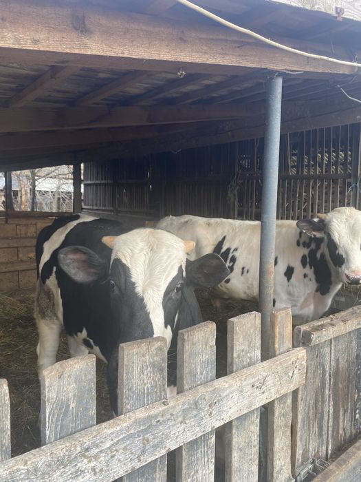 Vand doi taurasi de sacrificare am si transport la intelegere !