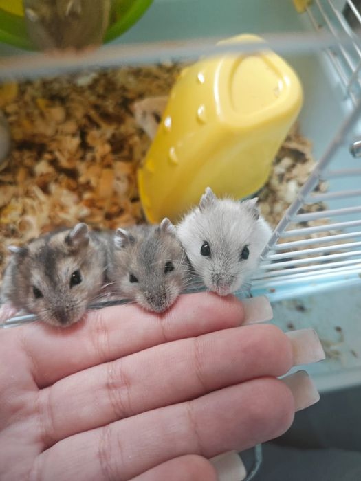 Джунгарские хомячки 1 месяц