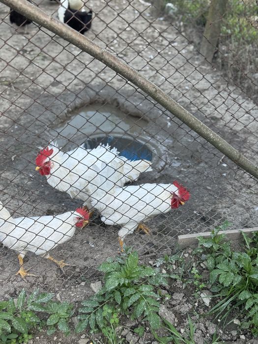 петли (White Leghorn ) на по 4 месеца