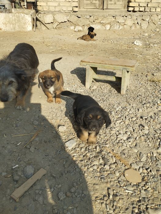 Отдам щенков в добрые руки