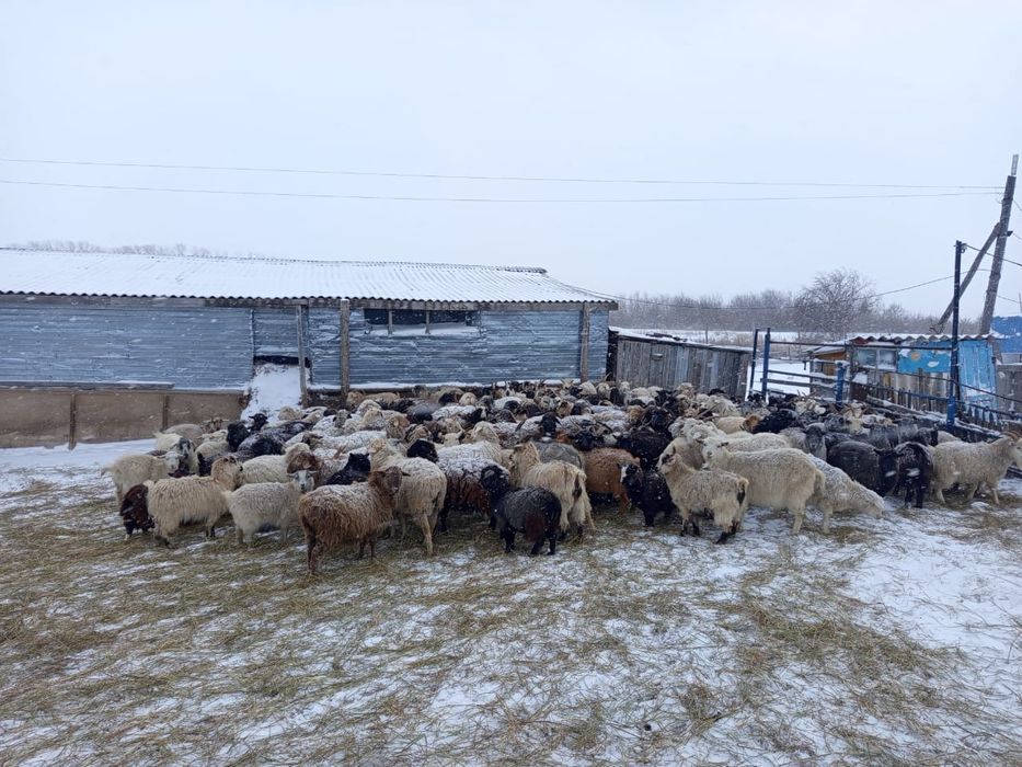 Продам баранов , коз