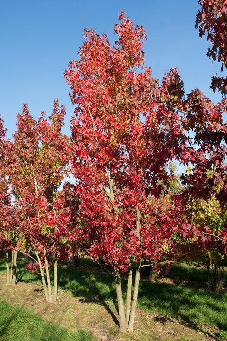 Arborele De Guma (Liquidambar )