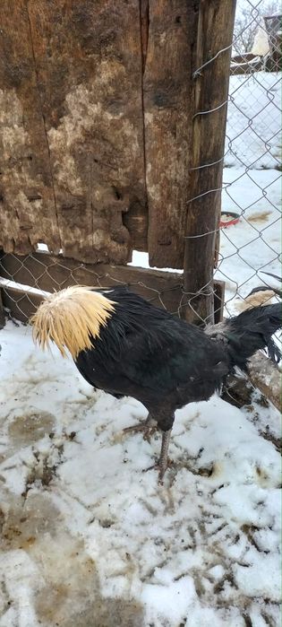 vand motate olandeze