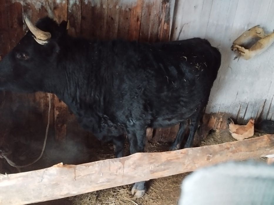 продам корову молочная