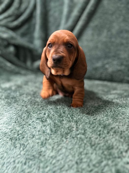 Mascul teckel cu Pedigree FCI