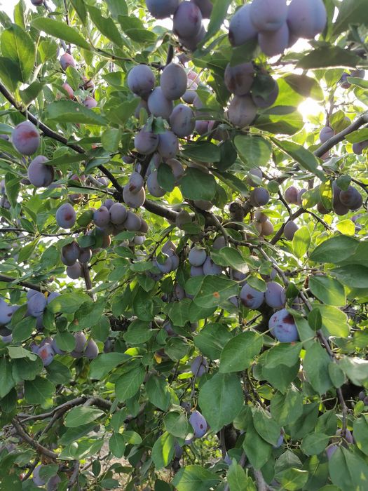 Vând prune diverse soiuri