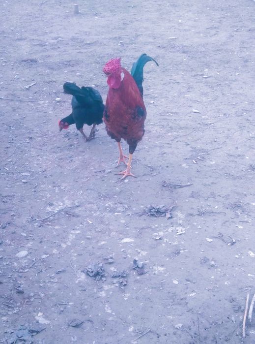 Hoʻroz ajoyib tojli