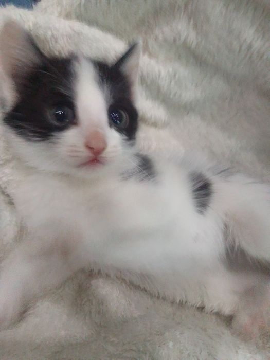 Отдам даром котят