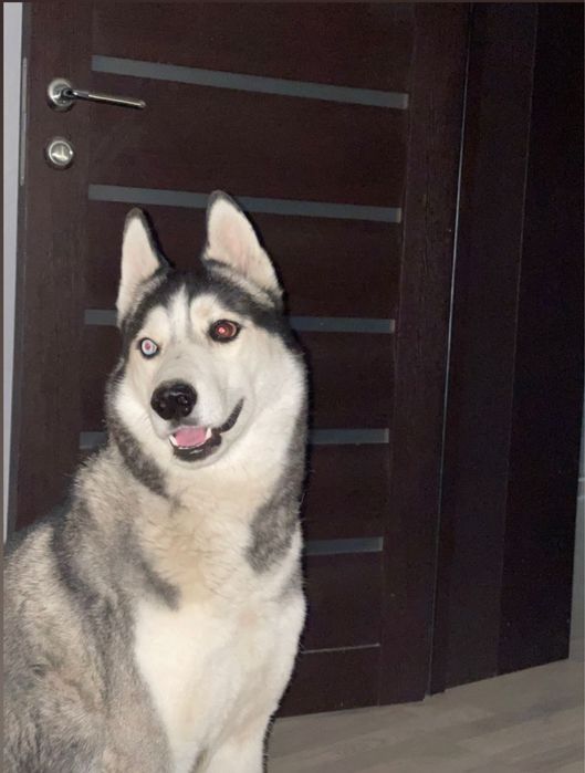 Сибирский Хаски вязка