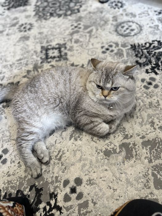 Вязка шиншилла бакувват насл олиш учун. Келин суравотти узига