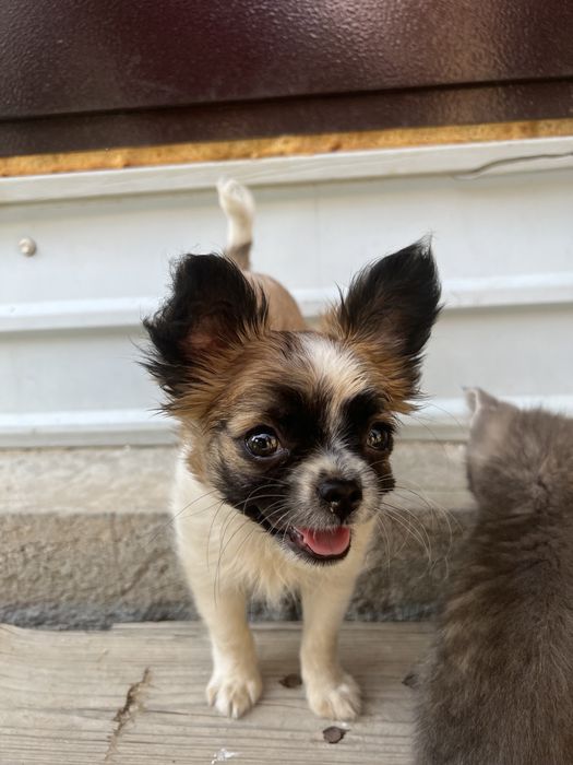 Чихуахуа мальчик, с документами