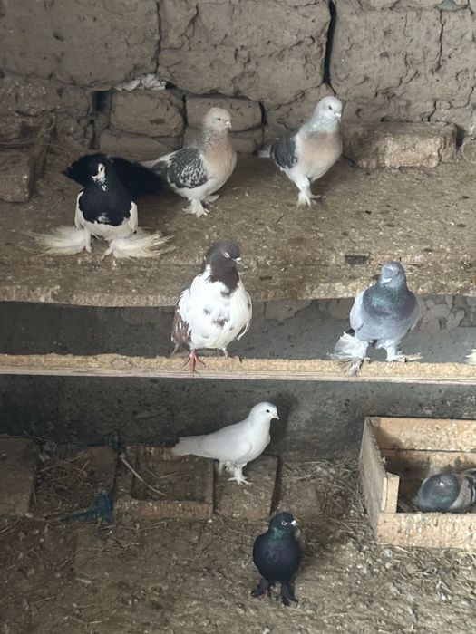 Кептер голубы птица