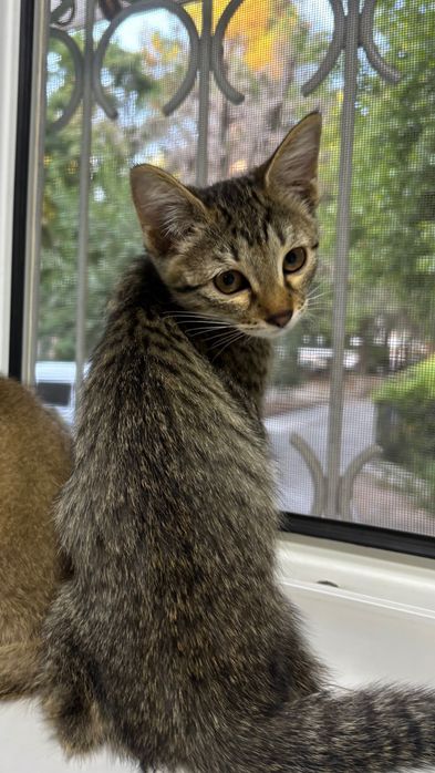 Котенок даром отдам в хорошие руки!