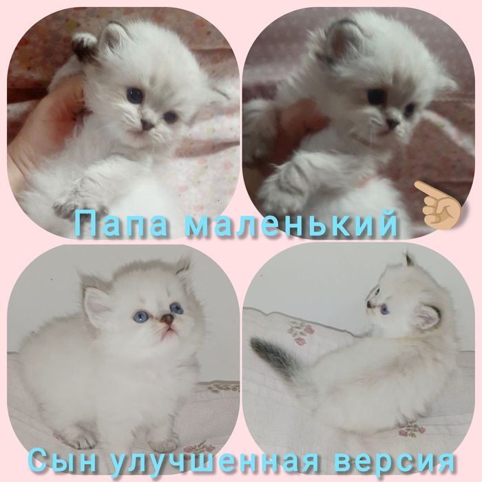 Котёнок Колор Поинт серебристый хайленд копия папа