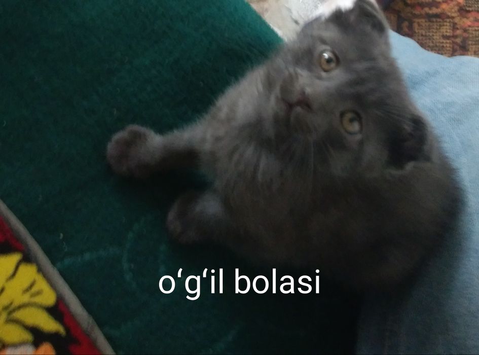 49 kunlik Scottish Fold va Scottish Straight mushukchalar sotiladi tez