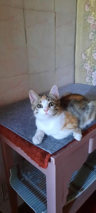 Отдам кошечку в добрые руки