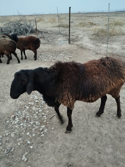 Жас қошқар сатылады