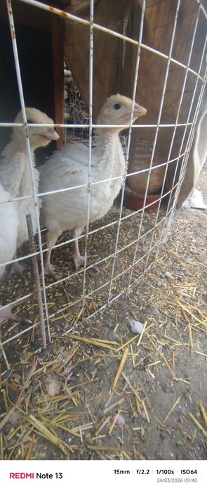 Bg6 induklar narxi kelishiladi manzil Fargʻona