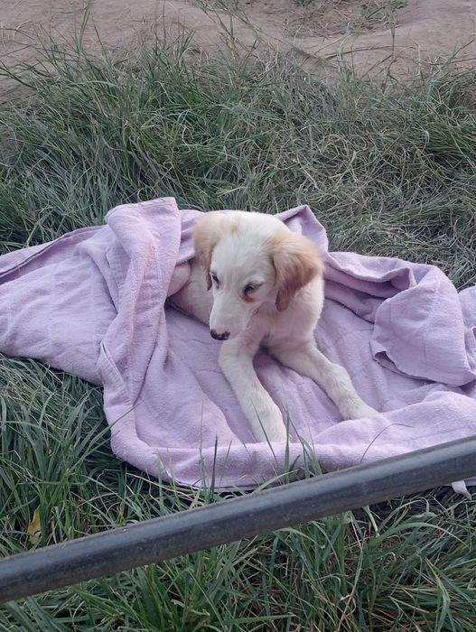 Щенок помойму ее породистая