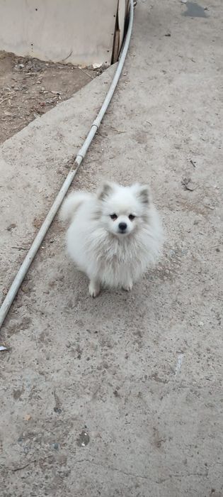 Продам щенков шпица