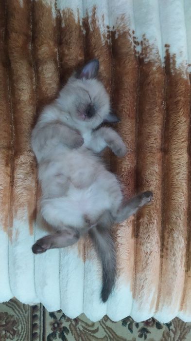 Недорого котёнок- мальчик.